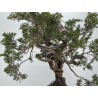 Juniperus sabina A01616 view 10