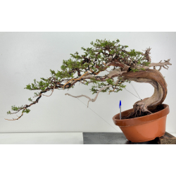 Juniperus sabina A01621