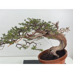 Juniperus sabina -sabina rastrera- A01621 vista 2
