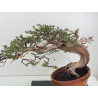 Juniperus sabina -sabina rastrera- A01621 vista 2