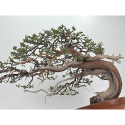 Juniperus sabina A01621 view 3