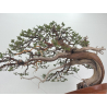 Juniperus sabina -sabina rastrera- A01621 vista 3