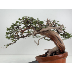 Juniperus sabina A01621 view 4