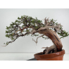 Juniperus sabina A01621 view 4
