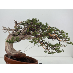 Juniperus sabina -sabina rastrera- A01621 vista 5
