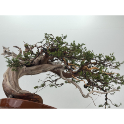 Juniperus sabina -sabina rastrera- A01621 vista 6