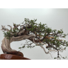 Juniperus sabina A01621 view 6