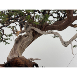 Juniperus sabina -sabina rastrera- A01621 vista 7