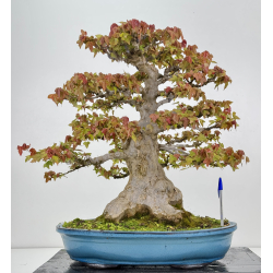 Acer buergerianum I-8625