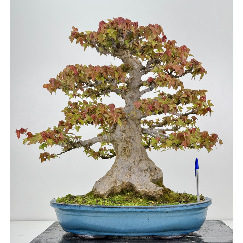 Acer buergerianum I-8625
