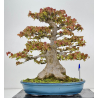 Acer buergerianum I-8625