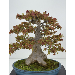 Acer buergerianum I-8625 vista 2