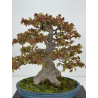 Acer buergerianum I-8625 view 2