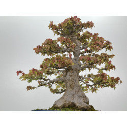Acer buergerianum I-8625 vista 3