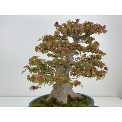 Acer buergerianum I-8625 vista 4
