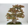 Acer buergerianum I-8625 view 4
