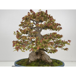 Acer buergerianum I-8625 vista 5