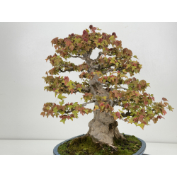 Acer buergerianum I-8625 vista 6
