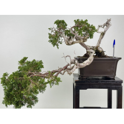 Juniperus sabina -sabina rastrera- A01683