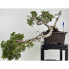 Juniperus sabina -sabina rastrera- A01683