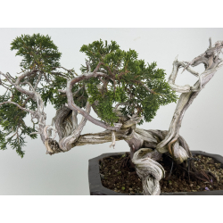 Juniperus sabina A01683 view 2