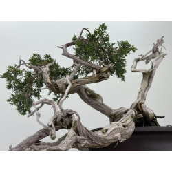 Juniperus sabina -sabina rastrera- A01683 vista 4