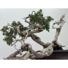 Juniperus sabina -sabina rastrera- A01683 vista 4
