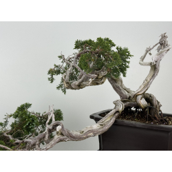 Juniperus sabina -sabina rastrera- A01683 vista 5
