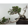 Juniperus sabina -sabina rastrera- A01683 vista 5