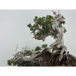 Juniperus sabina A01683 view 6