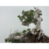 Juniperus sabina -sabina rastrera- A01683 vista 6