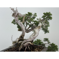 Juniperus sabina A01683 view 7