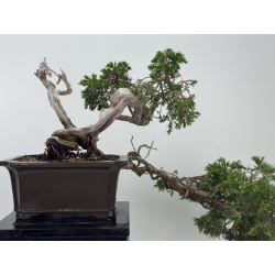 Juniperus sabina -sabina rastrera- A01683 vista 8