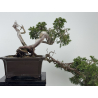 Juniperus sabina -sabina rastrera- A01683 vista 8