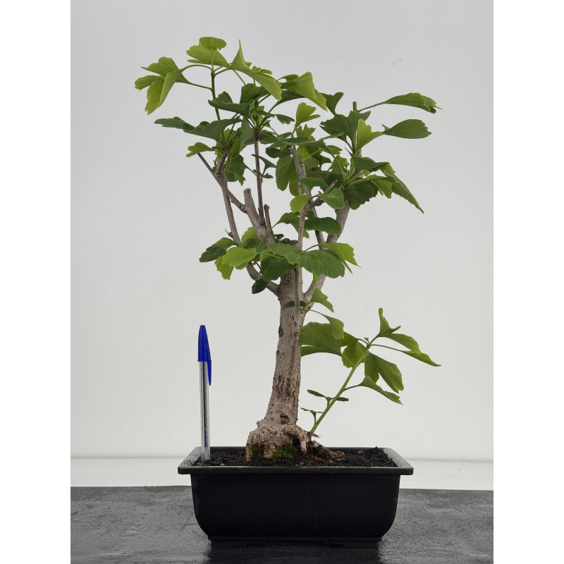 Ginkgo biloba I-8629