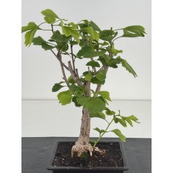 Ginkgo biloba I-8629 view 2