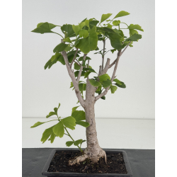 Ginkgo biloba I-8629 view 3