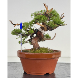 Juniperus chinensis itoigawa I-8630