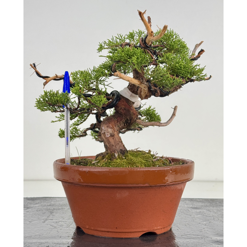 Juniperus chinensis itoigawa I-8630