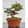 Juniperus chinensis itoigawa I-8630