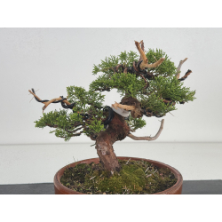 Juniperus chinensis itoigawa I-8630 vista 2