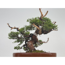 Juniperus chinensis itoigawa I-8630 vista 3