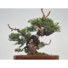Juniperus chinensis itoigawa I-8630 vista 3