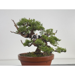 Juniperus chinensis itoigawa I-8630 vista 4