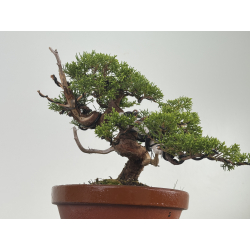 Juniperus chinensis itoigawa I-8630 vista 5