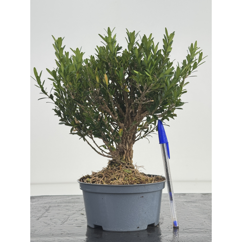 Buxus harlandii I-8631