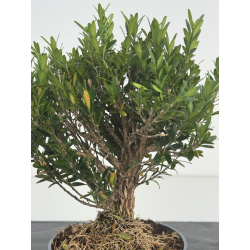 Buxus harlandii I-8631 view 2