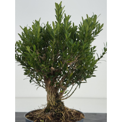 Buxus -boj- harlandii I-8631 vista 3