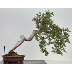 Juniperus sabina A01402