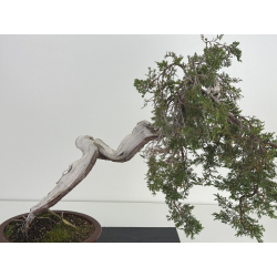Juniperus sabina A01402 view 2